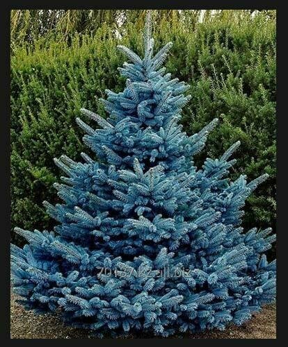 Smrk modrý The blue 160/180 cm, v koreňovém balu Picea pungens The blue